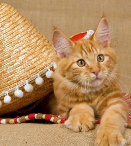 cat in spanish
