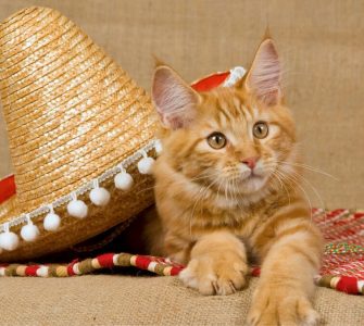 cat in spanish