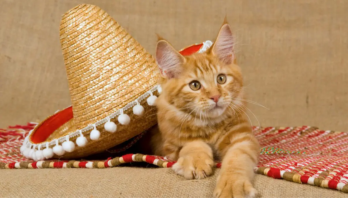 Cat Wearing Sombrero 