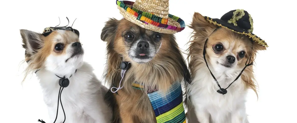 21 Ways To Say Dog In Spanish Lingo Dude