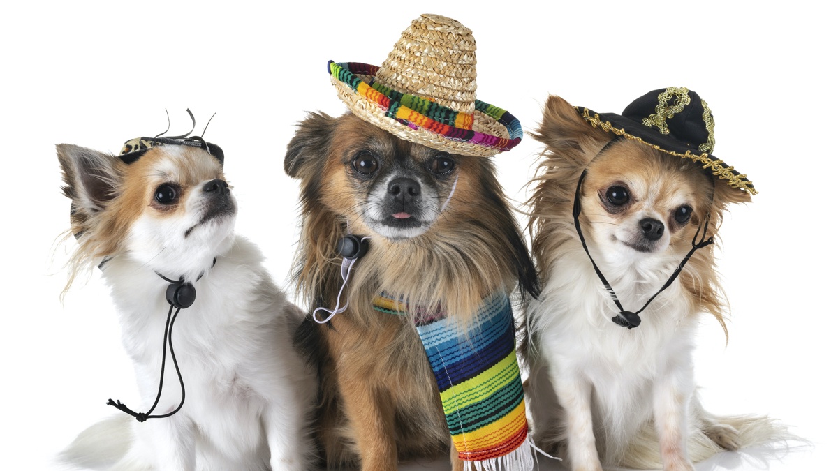 21 Ways to Say Dog in Spanish Lingo Dude