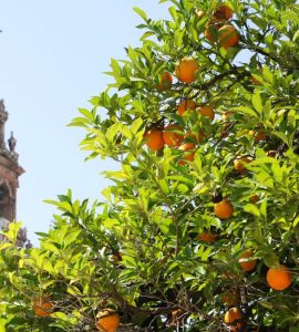 Seville oranges