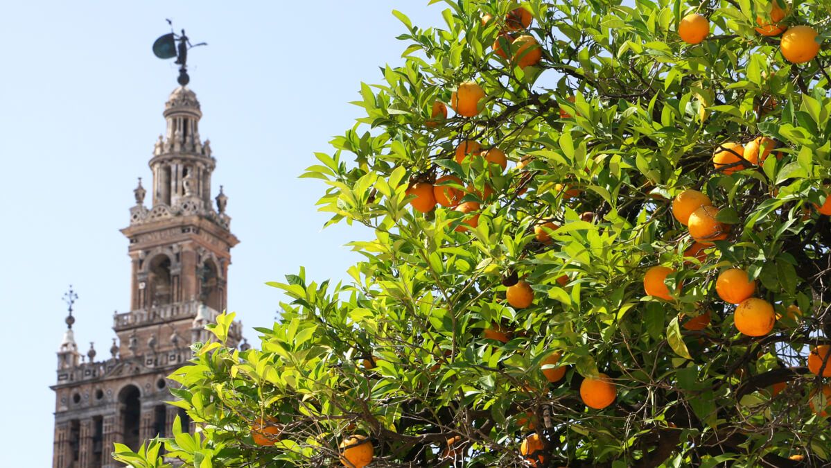 12 Ways To Say Orange In Spanish Along With Other Colors In The Red Yellow Spectrum Lingo Dude 